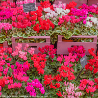 Buy canvas prints of  A steps of colored cyclamens by susanna mattioda