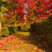 Buy canvas prints of chromatic magic of the autumn by susanna mattioda