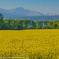 Buy canvas prints of a field of yellow rapeseed flowers in Italy by susanna mattioda