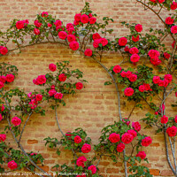 Buy canvas prints of a roses climb on a brick wall      by susanna mattioda