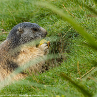 Buy canvas prints of close-up of a sociable marmot by susanna mattioda