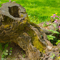 Buy canvas prints of a tree trunk embraces two isolated  florets by susanna mattioda