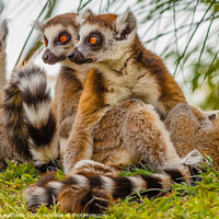 Buy canvas prints of a male lemur hugs his female by susanna mattioda