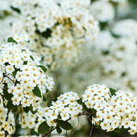 Buy canvas prints of close-up of white spirea flowers by susanna mattioda