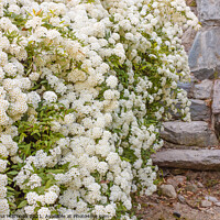 Buy canvas prints of a bush of white  spirea flowers by susanna mattioda