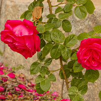 Buy canvas prints of a roses climb on a  wall      by susanna mattioda