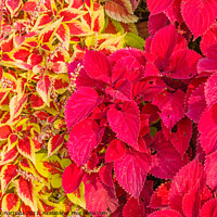 Buy canvas prints of close-up of colored leaves of the Coleus by susanna mattioda