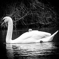 Buy canvas prints of Swan and cygnet  by Sam Owen