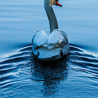 Buy canvas prints of Beautiful swan by Sam Owen