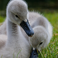Buy canvas prints of A close up of  cygnets by Sam Owen