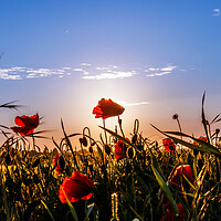 Buy canvas prints of Poppies at sunset  by Sam Owen