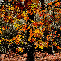 Buy canvas prints of Gorgeous autumn colours  by Sam Owen