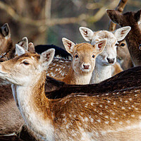Buy canvas prints of Holkham hall fallow deer by Sam Owen