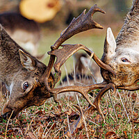 Buy canvas prints of Rutting fallow deer at Holkham  by Sam Owen