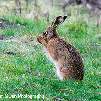 Buy canvas prints of A beautiful Hare by Sam Owen