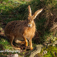 Buy canvas prints of A Hare at sunset.  by Sam Owen