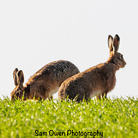 Buy canvas prints of A hares standing on top of a grass hill.  by Sam Owen