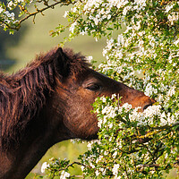 Buy canvas prints of A close up of a Dartmoor pony new blossom by Sam Owen