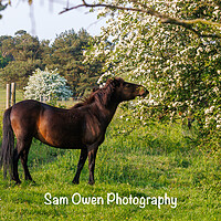 Buy canvas prints of A Dartmoor pony standing amongst blossom by Sam Owen