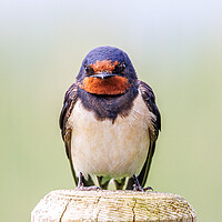 Buy canvas prints of A close-up of a beautiful swallow by Sam Owen