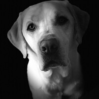 Buy canvas prints of Labrador love by Sam Owen