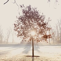Buy canvas prints of Sunshine behind a tree  by Sam Owen