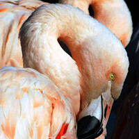 Buy canvas prints of Flamingos  by Karen Hiddleston