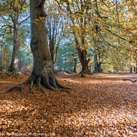 Buy canvas prints of Autumn Trees by Tom Curtis