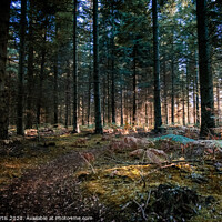 Buy canvas prints of The deep forest by Tom Curtis