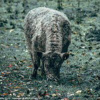 Buy canvas prints of sheep in a field by olsker Batle