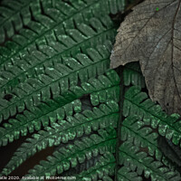 Buy canvas prints of close up of a leaf by olsker Batle