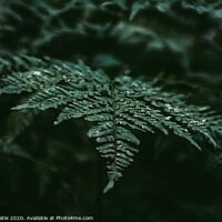 Buy canvas prints of Plant leaves by olsker Batle