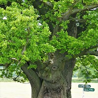 Buy canvas prints of Ancient Oak by andrew gardner