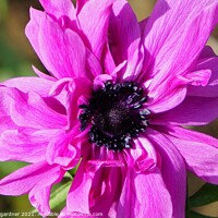 Buy canvas prints of Pink Anemone by andrew gardner