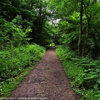 Buy canvas prints of Woodland Pathway by andrew gardner