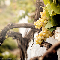 Buy canvas prints of Bunch of white grapes in the vineyard  by Antonio Gravante