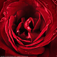 Buy canvas prints of Macro of red rose by Antonio Gravante