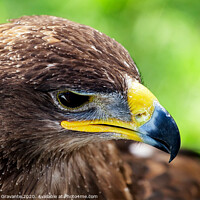 Buy canvas prints of Golden eagle close up by Antonio Gravante