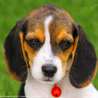 Buy canvas prints of Cute Beagle puppy  by Antonio Gravante