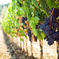Buy canvas prints of Tuscan vineyard with red grapes. by Antonio Gravante