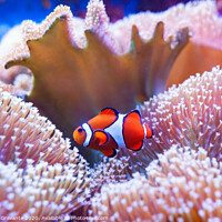 Buy canvas prints of Clown fish swimming in the corals. by Antonio Gravante