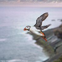 Buy canvas prints of Puffin in flight  by Dinah Haynes