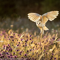 Buy canvas prints of Barn Owl flight over meadow by Dinah Haynes