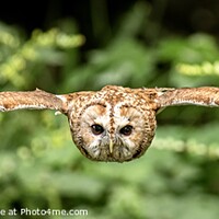Buy canvas prints of Owl in Flight by Dinah Haynes