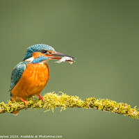 Buy canvas prints of Kingfisher Portrait by Dinah Haynes