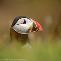 Buy canvas prints of Puffin Portrait by Dinah Haynes