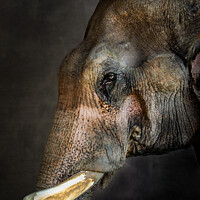 Buy canvas prints of Thai Rescue Elephant by Dinah Haynes