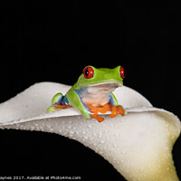 Buy canvas prints of Red Eyed Tree Frog by Dinah Haynes