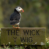 Buy canvas prints of Puffin at The Wick, Skomer Island by Dinah Haynes