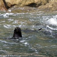 Buy canvas prints of Inquisitive Seal by Chris Bos